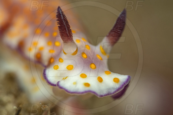 Aliwal shoal, Umkomaas, South Africa, Indian ocean, Hypselodoris pulchella, Hypselodoris, Chromodorididae, Beautiful hypselodoris, Nudibranch, Sea slug, Gastropoda, Mollusca, Portrait