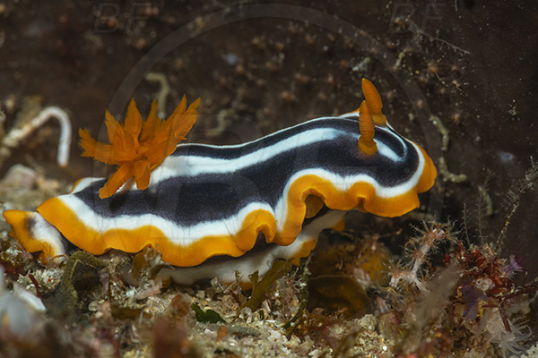 Aliwal shoal, Umkomaas, South Africa, Indian ocean, Chromodoris africana, Chromodoris, Chromodorididae, African chromodoris, Nudibranch, Sea slug, Gastropoda, Mollusca