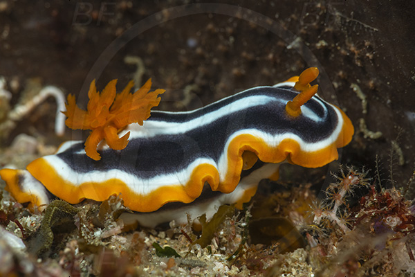 Aliwal shoal, Umkomaas, South Africa, Indian ocean, Chromodoris africana, Chromodoris, Chromodorididae, African chromodoris, Nudibranch, Sea slug, Gastropoda, Mollusca