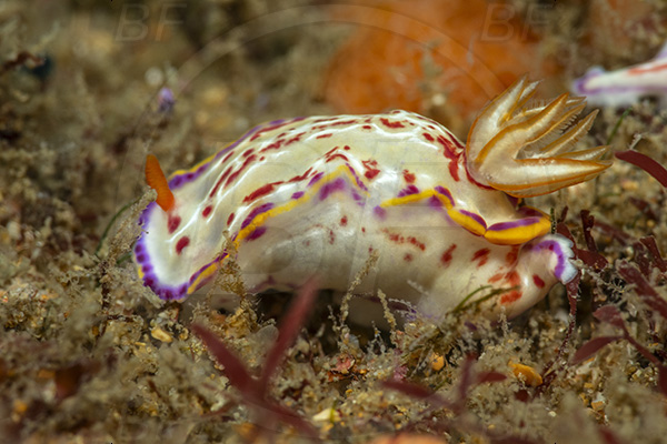 Aliwal shoal, Umkomaas, South Africa, Indian ocean, Goniobranchus alius, Goniobranchus, Chromodorididae, Hidden nudibranch, Nudibranch, Sea slug, Gastropoda, Mollusca, Mollusc