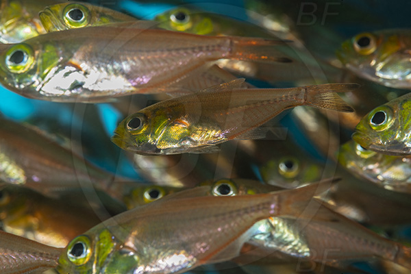 Umkomaas, South Africa, Indian ocean, Wreck Produce, Wreck, Parapriacanthus ransonneti, Parapriacanthus, Pempheridae, Glassfish, Glassy sweeper, Sweeper, Fish, Fish school