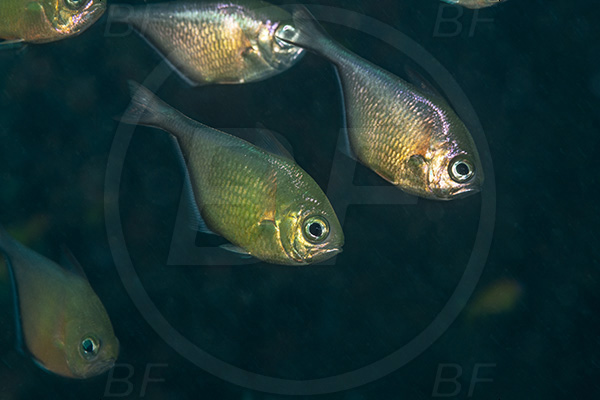 Umkomaas, South Africa, Indian ocean, Aliwal shoal, Pempheris adusta, Pempheris, Pempheridae, Dusky sweeper, Sweeper, Fish