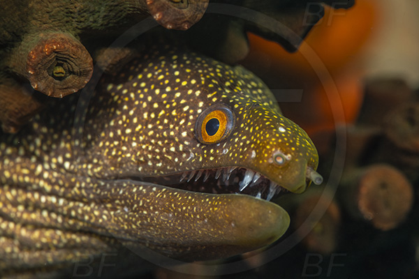 Aliwal shoal, Umkomaas, South Africa, Indian ocean, Gymnothorax meleagris, Gymnothorax, Muraenidae, White-mouth Moray, Moray, Fish, Portrait