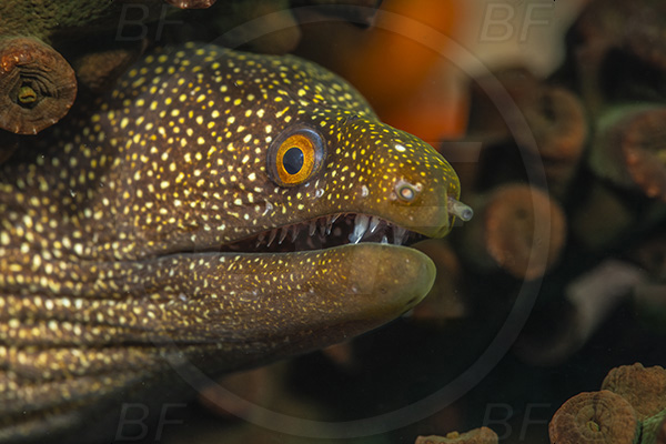 Aliwal shoal, Umkomaas, South Africa, Indian ocean, Gymnothorax meleagris, Gymnothorax, Muraenidae, White-mouth Moray, Moray, Fish, Portrait