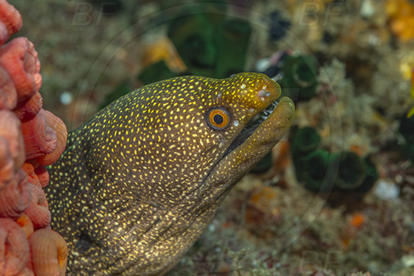 Aliwal shoal, Umkomaas, South Africa, Indian ocean, Gymnothorax meleagris, Gymnothorax, Muraenidae, White-mouth Moray, Moray, Fish, Portrait