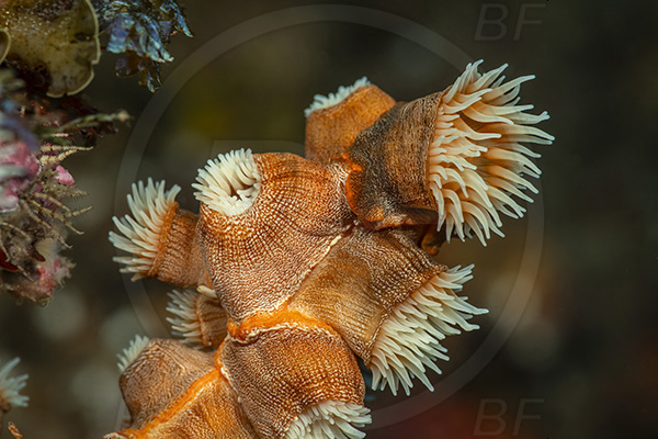 Aliwal shoal, Umkomaas, South Africa, Indian ocean, Nemanthus annamensis, Nemanthus, Nemanthidae, Gorgonian wrapper, Anemone, Anthozoa, Cnidaria, Cnidarian