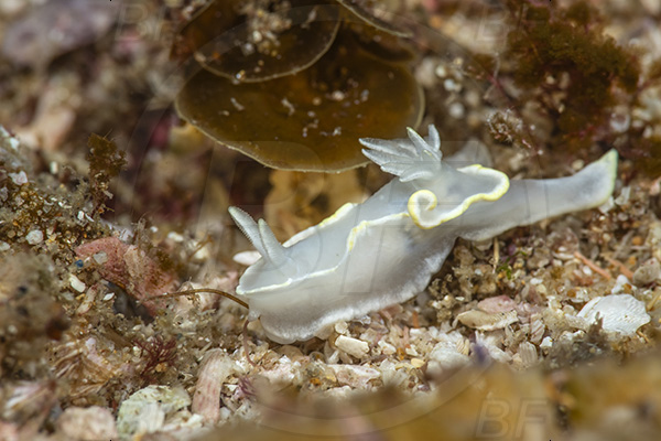 Aliwal shoal, Umkomaas, South Africa, Indian ocean, Glossodoris sp., Glossodoris, Chromodorididae, Opaque glossodoris, Nudibranch, Sea slug, Gastropoda, Mollusca, Mollusc