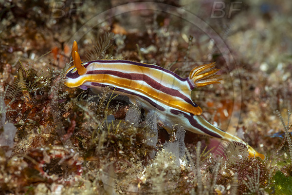 Aliwal shoal, Umkomaas, South Africa, Indian ocean, Hypselodoris regina, Hypselodoris, Chromodorididae, Queen hypselodoris, Nudibranch, Sea slug, Gastropoda, Mollusca