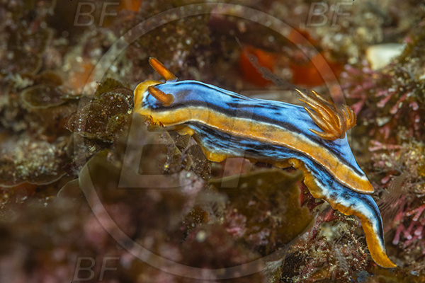 Aliwal shoal, Umkomaas, South Africa, Indian ocean, Chromodoris hamiltoni, Chromodoris, Chromodorididae, Hamilton