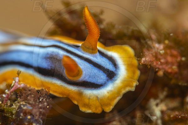 Aliwal shoal, Umkomaas, South Africa, Indian ocean, Chromodoris hamiltoni, Chromodoris, Chromodorididae, Hamilton
