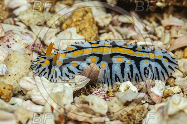 Aliwal shoal, Umkomaas, South Africa, Indian ocean, Phyllidia marindica, Phyllidia, Phyllidiidae, Nautical phyllidia, Nudibranch, Sea slug, Gastropoda, Mollusca, Mollusc