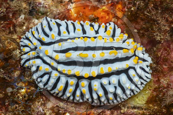 Aliwal shoal, Umkomaas, South Africa, Indian ocean, Phyllidia varicosa, Phyllidia, Phyllidiidae, Varicose phyllidia, Nudibranch, Sea slug, Gastropoda, Mollusca, Mollusc
