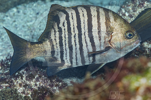 Aliwal shoal, Umkomaas, South Africa, Indian ocean, Dichistius multifasciatus, Dichistius, Dichistiidae, Banded galjoen, Galjoen, Fish