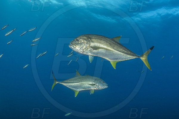 Aliwal shoal, Umkomaas, South Africa, Indian ocean, Caranx heberi, Caranx, Carangidae, Blacktip trevally, Yellowtail kingfish, Trevally, Fish