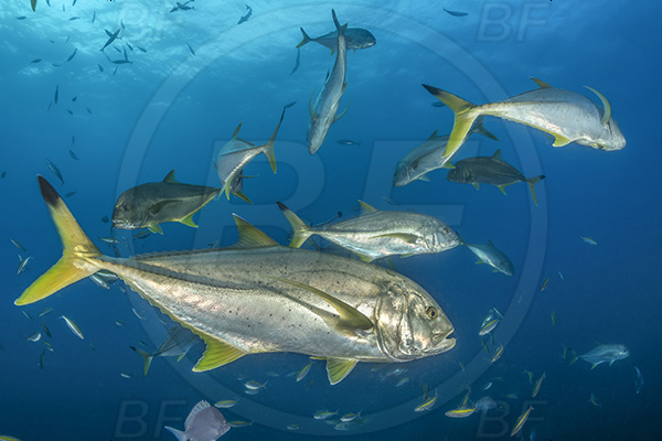 Aliwal shoal, Umkomaas, South Africa, Indian ocean, Caranx heberi, Caranx, Carangidae, Blacktip trevally, Yellowtail kingfish, Trevally, Fish, Fish school