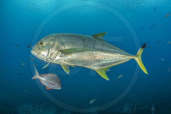 Aliwal shoal, Umkomaas, South Africa, Indian ocean, Caranx heberi, Caranx, Carangidae, Blacktip trevally, Yellowtail kingfish, Trevally, Fish