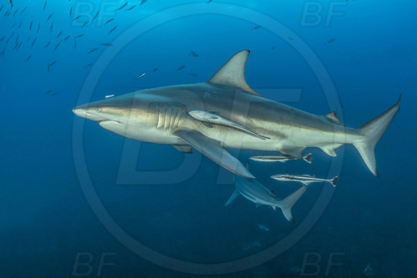 Aliwal shoal, Umkomaas, South Africa, Indian ocean, Carcharhinus limbatus, Carcharhinus, Carcharhinidae, Elasmobranchii, Oceanic blacktip shark, Shark, Echeneis naucrates, Echeneidae, Slender Suckerfish, Suckerfish, Fish