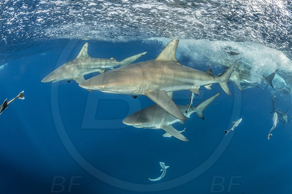 Aliwal shoal, Umkomaas, South Africa, Indian ocean, Carcharhinus limbatus, Carcharhinus, Carcharhinidae, Elasmobranchii, Oceanic blacktip shark, Shark, Fish, Shark school, Surface