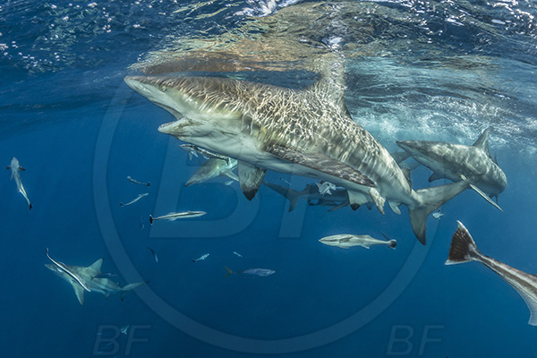 Aliwal shoal, Umkomaas, South Africa, Indian ocean, Carcharhinus limbatus, Carcharhinus, Carcharhinidae, Elasmobranchii, Oceanic blacktip shark, Shark, Fish, Shark school, Surface