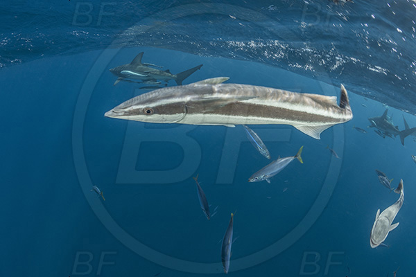 Aliwal shoal, Umkomaas, South Africa, Indian ocean, Echeneis naucrates, Echeneidae, Slender Suckerfish, Suckerfish, Fish, Surface