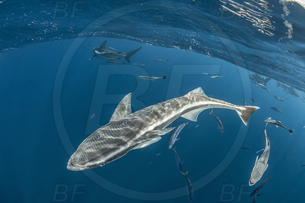 Aliwal shoal, Umkomaas, South Africa, Indian ocean, Echeneis naucrates, Echeneidae, Slender Suckerfish, Suckerfish, Fish, Surface