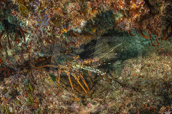 Aliwal shoal, Umkomaas, South Africa, Indian ocean, Panulirus homarus, Panulirus, Palinuridae, East coast lobster, Scalloped spiny lobster, Lobster, Decapoda, Crustacea, Crustacean, Reef
