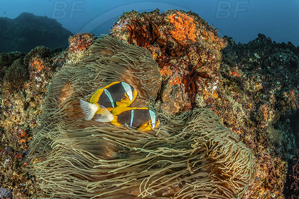 Aliwal shoal, Umkomaas, South Africa, Indian ocean, Amphiprion allardi, Amphiprion, Pomacentridae, Allard