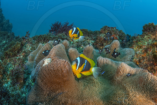 Aliwal shoal, Umkomaas, South Africa, Indian ocean, Amphiprion allardi, Amphiprion, Pomacentridae, Allard