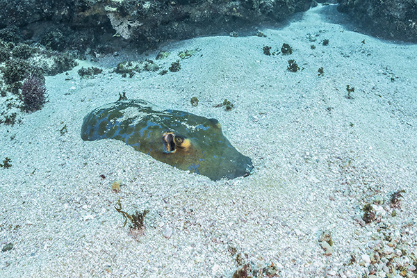 Aliwal shoal, Umkomaas, South Africa, Indian ocean, Dasyatis chrysonota, Dasyatis, Dasyatidae, Elasmobranchii, Blue stingray, Stingray, Reef, Fish, Sand