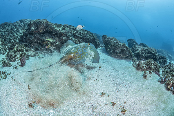 Aliwal shoal, Umkomaas, South Africa, Indian ocean, Dasyatis chrysonota, Dasyatis, Dasyatidae, Elasmobranchii, Blue stingray, Stingray, Reef, Fish, Sand