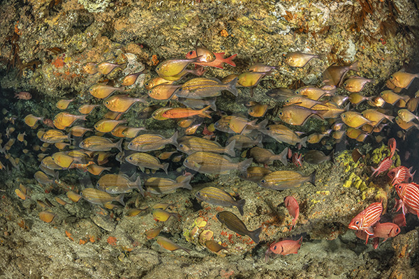 Umkomaas, South Africa, Indian ocean, Aliwal shoal, Pempheris adusta, Pempheris, Pempheridae, Dusky sweeper, Sweeper, Fish, Fish school, Pomadasys striatus, Pomadasys, Haemulidae, Striped grunter, Grunter