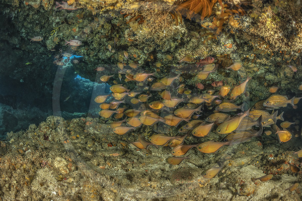 Umkomaas, South Africa, Indian ocean, Aliwal shoal, Pempheris adusta, Pempheris, Pempheridae, Dusky sweeper, Sweeper, Fish, Fish school