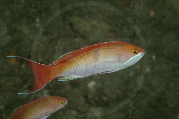 Aliwal shoal, Umkomaas, South Africa, Indian ocean, Pseudanthias cooperi, Pseudanthias, Serranidae, Silverstreak anthias, Anthias, Fish, Male