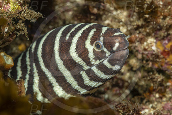 Aliwal shoal, Umkomaas, South Africa, Indian ocean, Gymnomuraena zebra, Gymnomuraena, Muraenidae, Zebra moray, Moray, Fish, Portrait