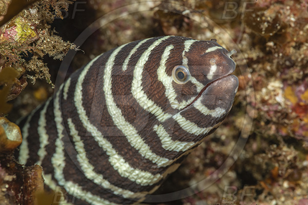 Aliwal shoal, Umkomaas, South Africa, Indian ocean, Gymnomuraena zebra, Gymnomuraena, Muraenidae, Zebra moray, Moray, Fish, Portrait