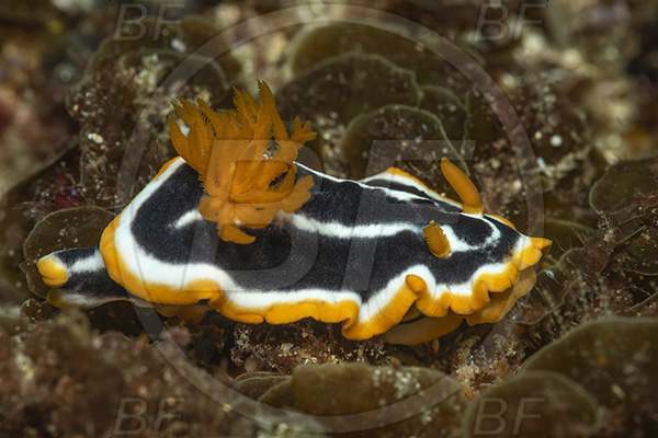 Aliwal shoal, Umkomaas, South Africa, Indian ocean, Chromodoris africana, Chromodoris, Chromodorididae, African chromodoris, Nudibranch, Sea slug, Gastropoda, Mollusca