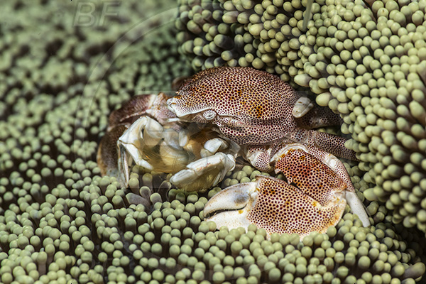 Aliwal shoal, Umkomaas, South Africa, Indian ocean, Neopetrolisthes maculatus, Neopetrolisthes, Porcellanidae, Decapoda, Porcelain Crab, Crab, Crustacea, Crustacean