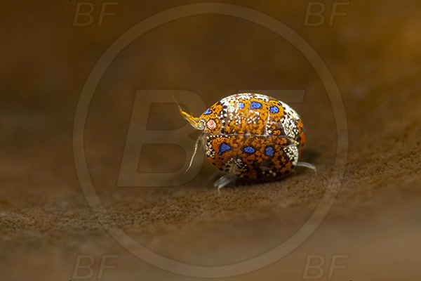 Aliwal shoal, Umkomaas, South Africa, Indian ocean, Cyproidea sp., Cyproidea, Cyproideidae, Ladybug amphipod, Ornate amphipod, Amphipoda, Crustacea, Crustacean