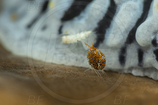 Aliwal shoal, Umkomaas, South Africa, Indian ocean, Cyproidea sp., Cyproidea, Cyproideidae, Ladybug amphipod, Ornate amphipod, Amphipoda, Crustacea, Crustacean, Phyllidia marindica, Phyllidia, Phyllidiidae, Nautical phyllidia, Nudibranch, Sea slug, Gastropoda, Mollusca, Mollusc