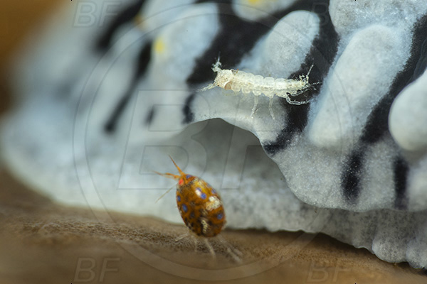 Aliwal shoal, Umkomaas, South Africa, Indian ocean, Cyproidea sp., Cyproidea, Cyproideidae, Ladybug amphipod, Ornate amphipod, Amphipoda, Crustacea, Crustacean, Phyllidia marindica, Phyllidia, Phyllidiidae, Nautical phyllidia, Nudibranch, Sea slug, Gastropoda, Mollusca, Mollusc