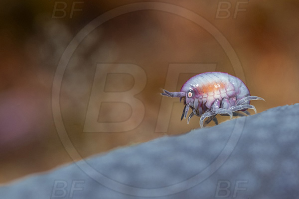 Aliwal shoal, Umkomaas, South Africa, Indian ocean, Cyproidea sp., Cyproidea, Cyproideidae, Ladybug amphipod, Ornate amphipod, Amphipoda, Crustacea, Crustacean