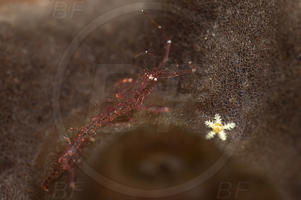 Aliwal shoal, Umkomaas, South Africa, Indian ocean, Caprella sp., Caprella, Caprellidae, Amphipoda, Crustacea, Crustacean, Skeleton shrimp