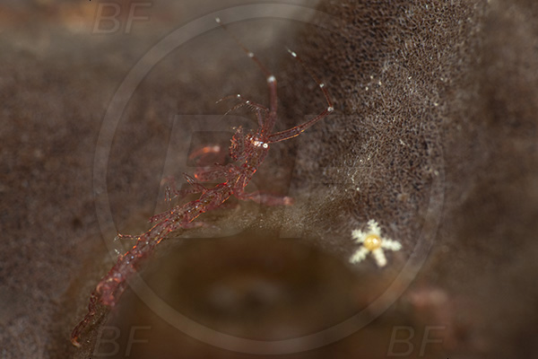 Aliwal shoal, Umkomaas, South Africa, Indian ocean, Caprella sp., Caprella, Caprellidae, Amphipoda, Crustacea, Crustacean, Skeleton shrimp