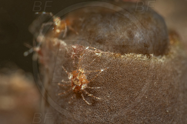 Aliwal shoal, Umkomaas, South Africa, Indian ocean, Amphipoda, Amphipod, Crustacea, Crustacean, Unidentified