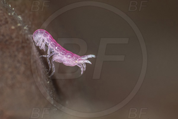 Aliwal shoal, Umkomaas, South Africa, Indian ocean, Dexaminidae, Amphipoda, Amphipod, Crustacea, Crustacean, Unidentified