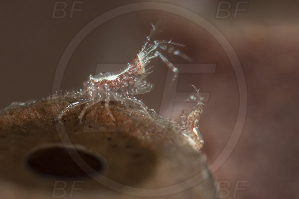 Aliwal shoal, Umkomaas, South Africa, Indian ocean, Dexaminidae, Amphipoda, Amphipod, Crustacea, Crustacean, Unidentified