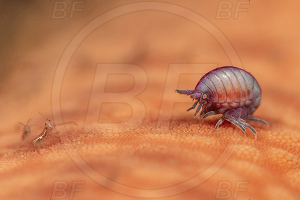 Aliwal shoal, Umkomaas, South Africa, Indian ocean, Cyproidea sp., Cyproidea, Cyproideidae, Ladybug amphipod, Ornate amphipod, Amphipoda, Crustacea, Crustacean