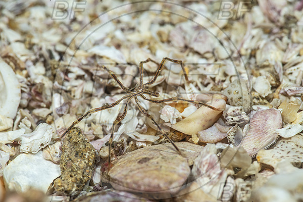 Aliwal shoal, Umkomaas, South Africa, Indian ocean, Nymphon signatum, Nymphon, Nymphonidae, Sea Spider, Pycnogonida, Sea spiders, Scarlet sea spider