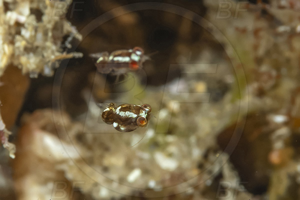 Aliwal shoal, Umkomaas, South Africa, Indian ocean, Crustacea, Crustacean, Idiomysis japonica, Idiomysis, Mysidae, Mysida, Mysid shrimp