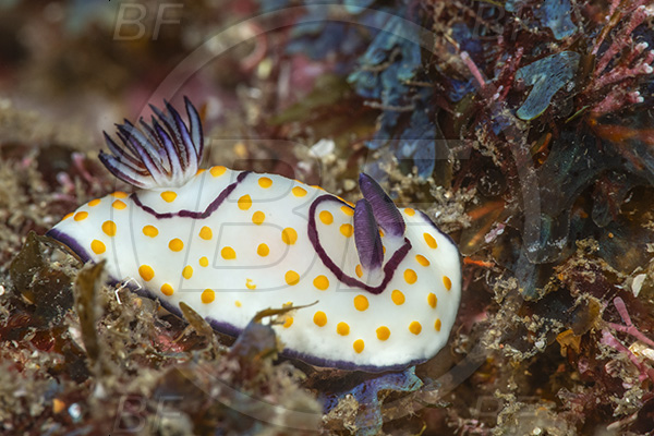 Aliwal shoal, Umkomaas, South Africa, Indian ocean, Goniobranchus annulatus, Goniobranchus, Chromodorididae, Ringed nudibranch, Nudibranch, Sea slug, Gastropoda, Mollusca, Mollusc